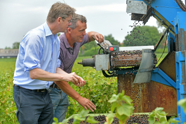 Greg and Nick harvest blackcurrants